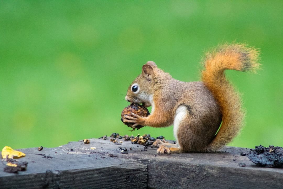 Quel animal est intelligent ?